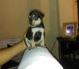 Perrita Hembra Doberman Mediana
