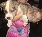 Pitbulls Bully Merle 400 negociable