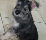 Vendo Snauzher
