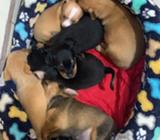 Venta de Perros Doberman Pincher