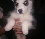Husky Siberianos