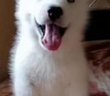 L Obitos Samoyedos100