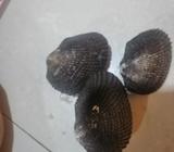 Venta de Conchas Prieta