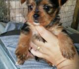 Hermosos Yorkshire Machos a La Venta