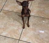 Pinche Doberman de 7 Meses