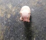 Cachorritos en Venta