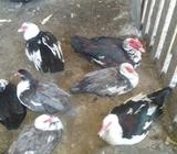PATOS CRIOLLAS