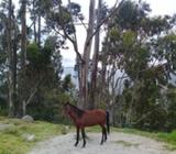 Venta de Caballo de Paso