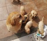Cachorros Golden