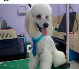 Peluquero Camino a Domicilio