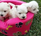 Cachorros West Highland Terrier