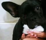 Bulldog Frances Hembra 6 Meses