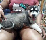 Cachorro Lobo Puro