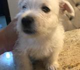 Cachorros West Highland White Terrier