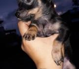 Se Venden Cachorritas Dowerman Pinsher