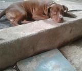 Sevende Pibul Teriel