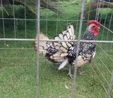 Sebright Plata Y Dorados