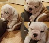 Vul Dog Bull