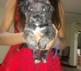 Hermoso Shnauzer