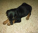 Doberman de Raza Pura