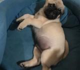 Vendo Pug de Un Mes Y Medio