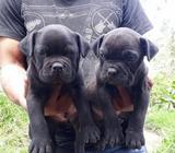 American Bully