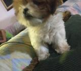 Shitzu
