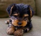 Cvendn Perros Yorki's Peqños