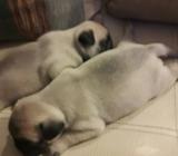 Lindos Pugs Carlino, Desparacitados