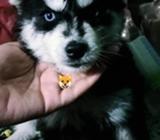 Husky Siberiano