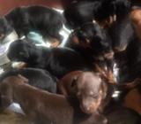 Doberman Pincher Miniatura