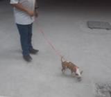 Chihuahua para Monta