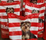 Cachorro Raza Pequeña Alimento Premium