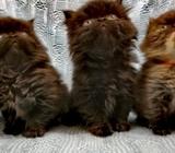 Gatos Persea Extremo