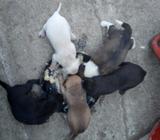 Venta de Perros