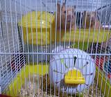 en Venta Dos Hamster con Jaula