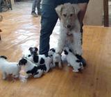 Cachorros Fox Terrier