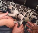 Lindiiisimoss Pug Carlinoss Macotittas