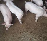 Lechones en Venta