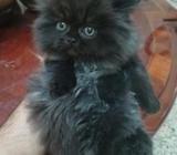 Gato Persa