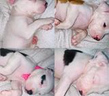 Pitbull