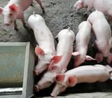 Lechones Vivos en Venta
