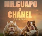 Exotic Bully Micro 3 Machos 2 Hembras