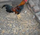 Vendo Hermoso Gallo Morel