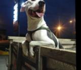 Pitbull para Montar