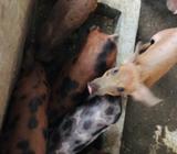 Lechones de Venta