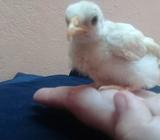 Vendo cría de sedosa de Japón y gallito Kikiriqui