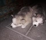 Cachorros Lobitos
