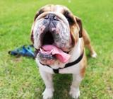 Bulldog Inglés Busca Novia