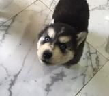 Husky Siberiano